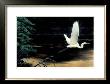 Taking Flight by Cyril Cox Limited Edition Print