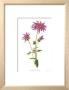 Dahlia by Pamela Stagg Limited Edition Print