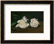 A Twig Of White Peonies With Pruning Shears, 1864 by Ã‰Douard Manet Limited Edition Print