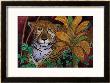 El Tigre by John Newcomb Limited Edition Print