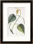 Betel, Botanical Plate, Circa 1810 by Pierre Jean Francois Turpin Limited Edition Print