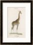 Giraffe by Paul Fournier Limited Edition Pricing Art Print