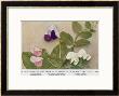 Gregor Johann Mendel Austrian Botanist by A.D. Darleishire Limited Edition Pricing Art Print