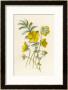 Silverweed by F. Edward Hulme Limited Edition Pricing Art Print
