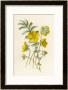 Silverweed by F. Edward Hulme Limited Edition Print