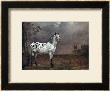 The Piebald Horse, 1653 by Paulus Potter Limited Edition Print