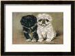 Black And A White Pekingese Puppy Sit Close Together by P. Kirmse Limited Edition Pricing Art Print