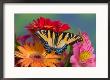 Eastern Tiger Swallowtail Female On Gerber Daisies, Sammamish, Washington, Usa by Darrell Gulin Limited Edition Pricing Art Print