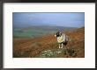Sheep On Rock, Derbyshire, Uk by Mark Hamblin Limited Edition Print