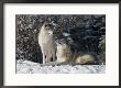 Gray Wolf Couple, Ste-Anne-De-Bellevue, Canada by Robert Servranckx Limited Edition Print