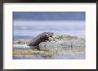 European Otter, Juvenile Climbing Out Of The Water Onto A Rock, Scotland by Elliott Neep Limited Edition Print