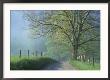Foggy Road And Oak, Cades Cove, Great Smoky Mountains National Park, Tennessee, Usa by Darrell Gulin Limited Edition Print