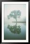 Louisiana, Oak Tree With Reflection by Ken Glaser Limited Edition Print