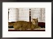 Family Cat Rests On A Piano Keyboard Beneath Sheet Music by Charles Kogod Limited Edition Print