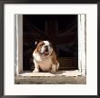 Bulldog by Martin Fox Limited Edition Pricing Art Print