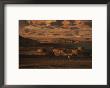 Nawamis, Chalocolithic Period Burial Structures, In The Negev Desert by Kenneth Garrett Limited Edition Print