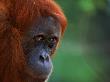 Orang Utan (Pongo Abelii) Female Known As 'Edita', Gunung Leuser National Park Sumatra, Indonesia by Anup Shah Limited Edition Print