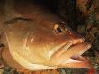 Nassau Grouper, Cleaner Shrimp, Removes Parasites From Skin, Cayman Islands, Caribbean by Doug Perrine Limited Edition Print