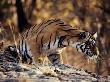 Tigress Concentrating On Prey, Ranthambhore National Park, Rajasthan India, Noorjahan by Anup Shah Limited Edition Print