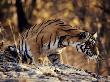 Tigress Concentrating On Prey, Ranthambhore National Park, Rajasthan India, Noorjahan by Anup Shah Limited Edition Pricing Art Print