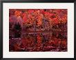 Fall Colours Reflected In The River, Vermont, Usa by Mark Newman Limited Edition Print
