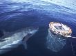 Great White Shark, Inspecting Shark Cage, False Bay, Atlantic Ocean by Chris And Monique Fallows Limited Edition Print