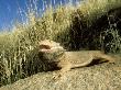 Bearded Dragon, Single, Australia by Patricio Robles Gil Limited Edition Print