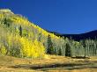 Fall Foliage Between Durango And Hermosa, Co by Jim Vitali Limited Edition Print