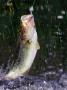 Largemouth Bass Hooked by Lawrence Sawyer Limited Edition Print