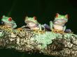 Red-Eyed Tree Frogs, Agalychnis Callidryas Central America by Brian Kenney Limited Edition Print