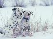 Dalmation Puppy Pair In Winter by Alan And Sandy Carey Limited Edition Print