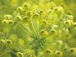 Euphorbia, Close-Up Of Green Flowers by Hemant Jariwala Limited Edition Print