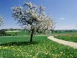 Dirt Road Near Grassy Field With Tree by Walter Geiersperger Limited Edition Print