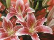 Gloriosa Lilies by Bill Whelan Limited Edition Print