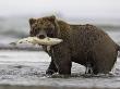 Grizzly Bear, Adult Female Holding Salmon, Alaska by Mark Hamblin Limited Edition Print