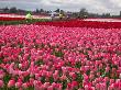 People Riding Through Tulip Field, Mt. Vernon, Wa by Yvette Cardozo Limited Edition Print