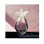 Cattleya Orchid, C.1982 by Robert Mapplethorpe Limited Edition Pricing Art Print
