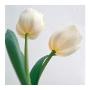 Two Tulips by Carolina Ambida Limited Edition Pricing Art Print