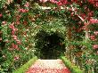 Rose Arches At Bagatelle Garden Paris, France by Martine Mouchy Limited Edition Print