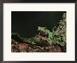 Red Eye Treefrog (Agalychnis Callidryas), In Captivity, From Central America by James Hager Limited Edition Pricing Art Print