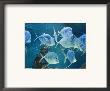 Aquarium, Oceanographic Institute, Monaco-Veille, Monaco by Ethel Davies Limited Edition Print