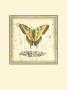 Butterfly And Wildflowers Iii by Jennifer Goldberger Limited Edition Pricing Art Print