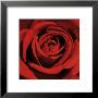 Romatic Blooming Red Rose by Laurent Pinsard Limited Edition Print