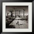 Allee Des Baobabs by Chris Simpson Limited Edition Pricing Art Print