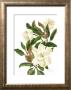 Magnolia Ii by Pamela Shirley Limited Edition Pricing Art Print