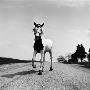 Jimmy The Horse Rollerskating Down Road In Front Of Its Farm by Joe Scherschel Limited Edition Print