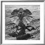 The Frilled Lizard Of Australia Opening Its Frill To Ward Off Intruders by Fritz Goro Limited Edition Print