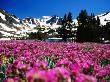 Flowers With Mountains In The Background, Sierra Nevada Mountains, United States Of America by Jerry Alexander Limited Edition Pricing Art Print