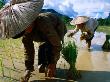 Women Working In Rice Fields, Southern Laos, Laos by Jerry Galea Limited Edition Print