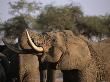 An African Elephant Uses Its Trunk For Eating by Beverly Joubert Limited Edition Print
